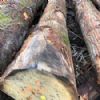 birch logs